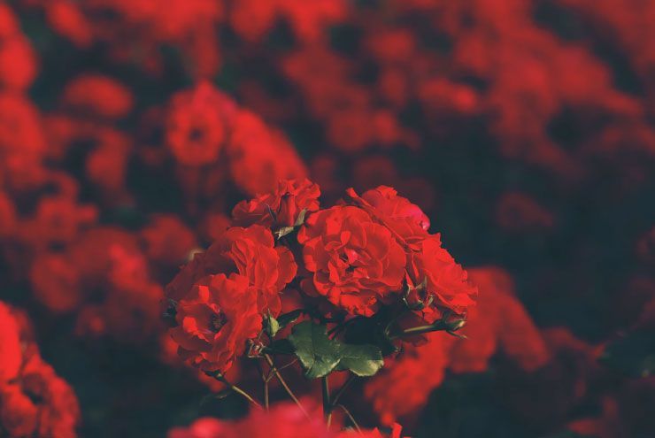 A photo of red carnations representing the HIV epidemic.